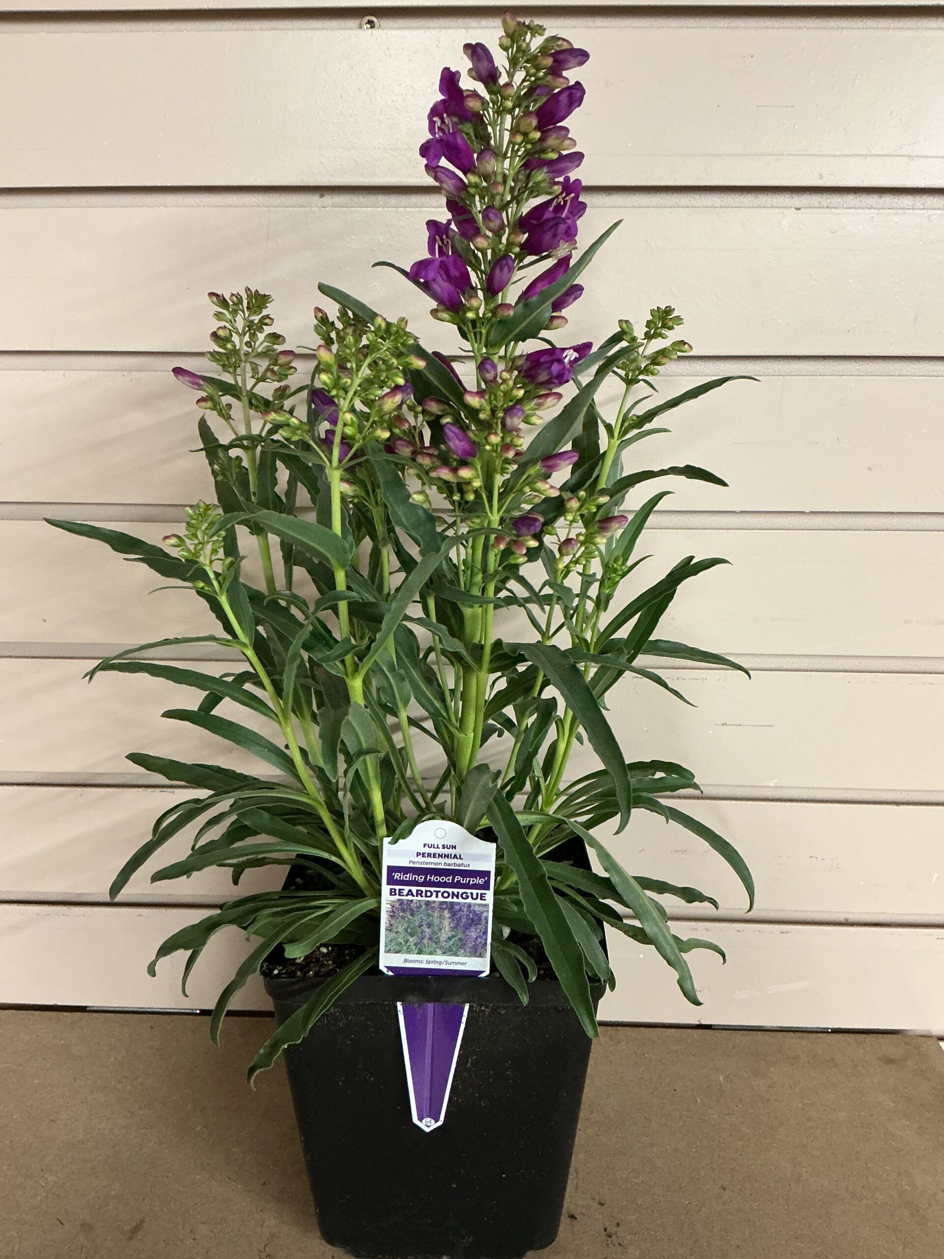 Penstemon
