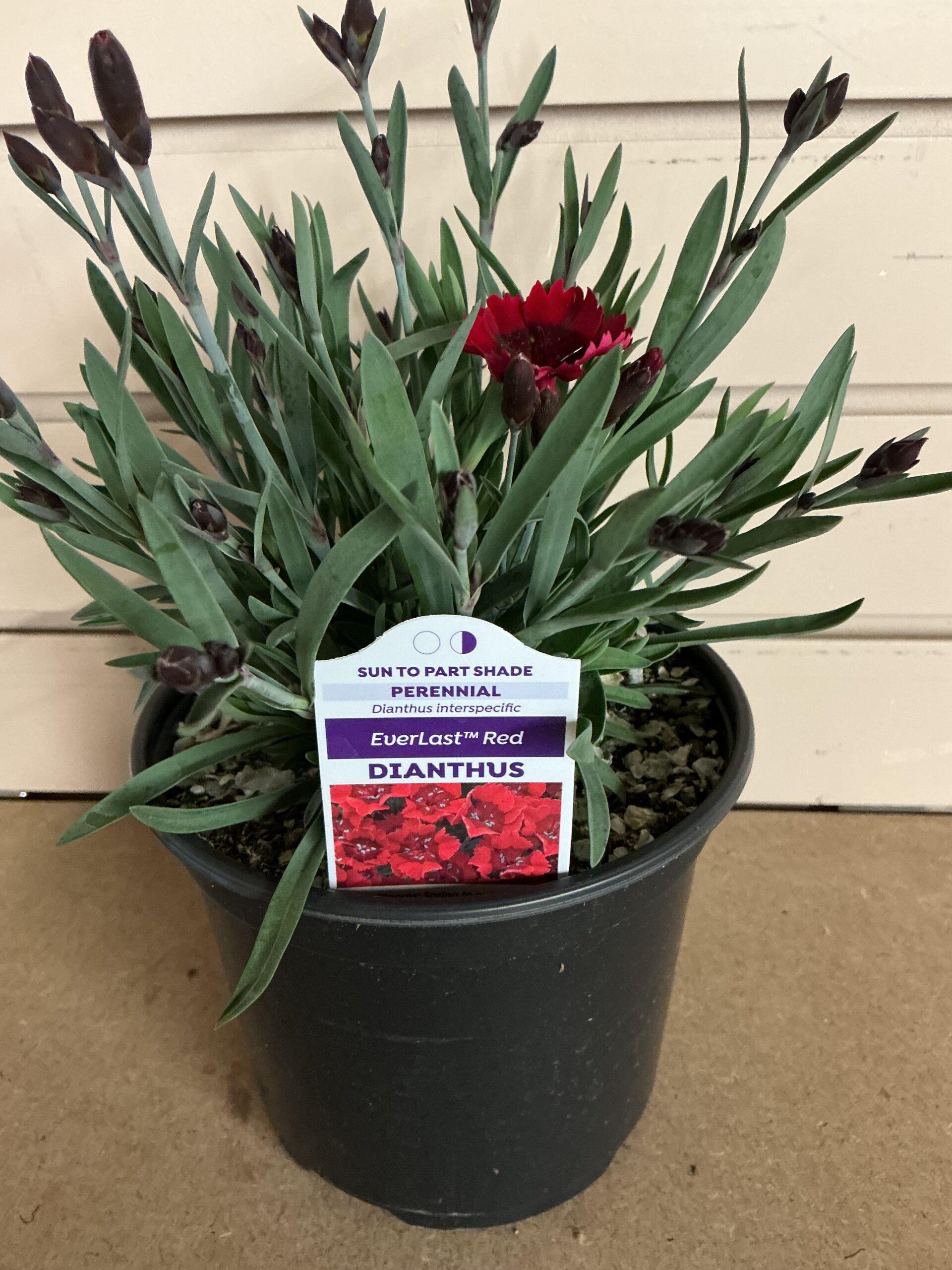 Dianthus