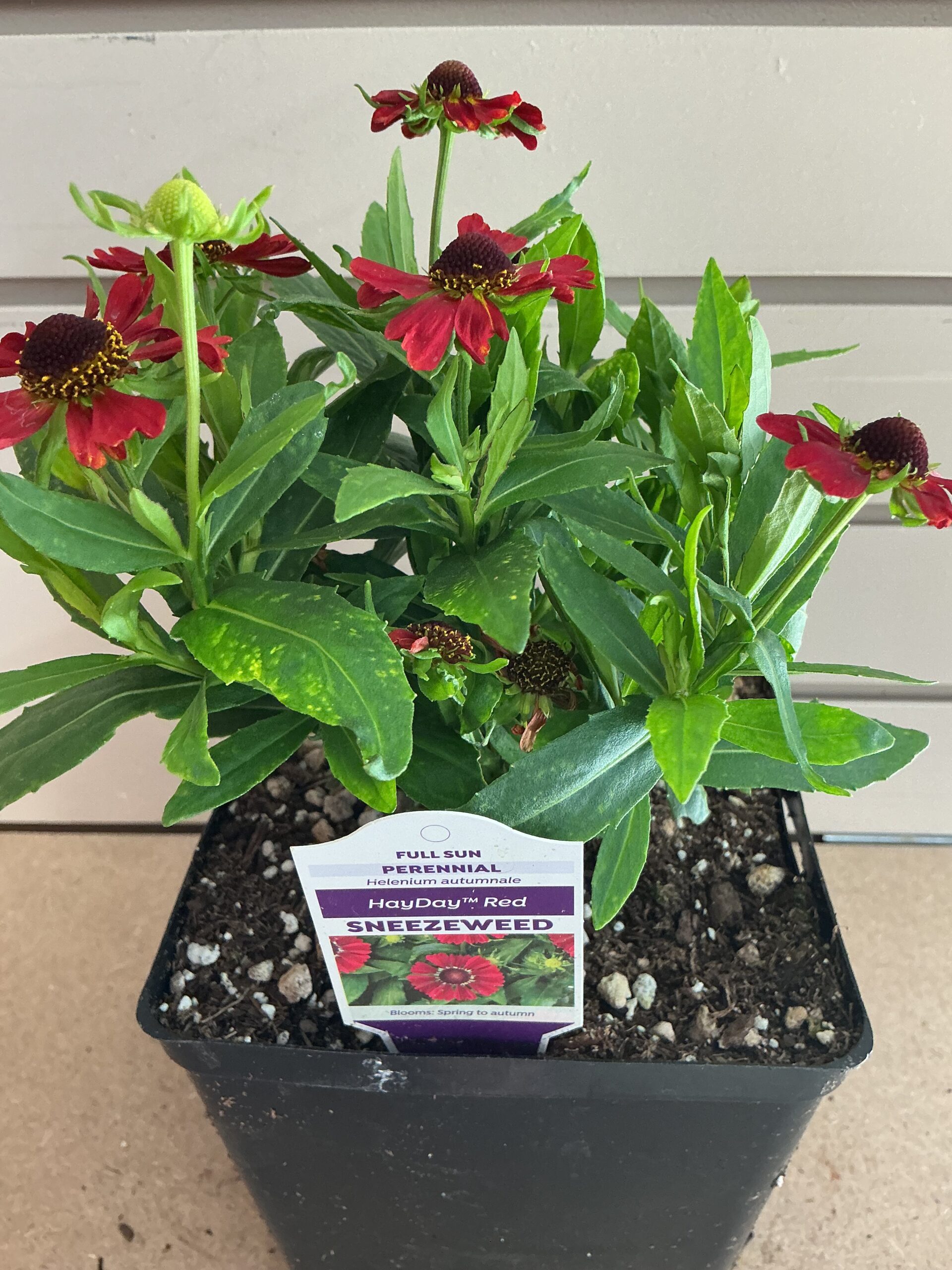 Helenium--Sneeze Weed