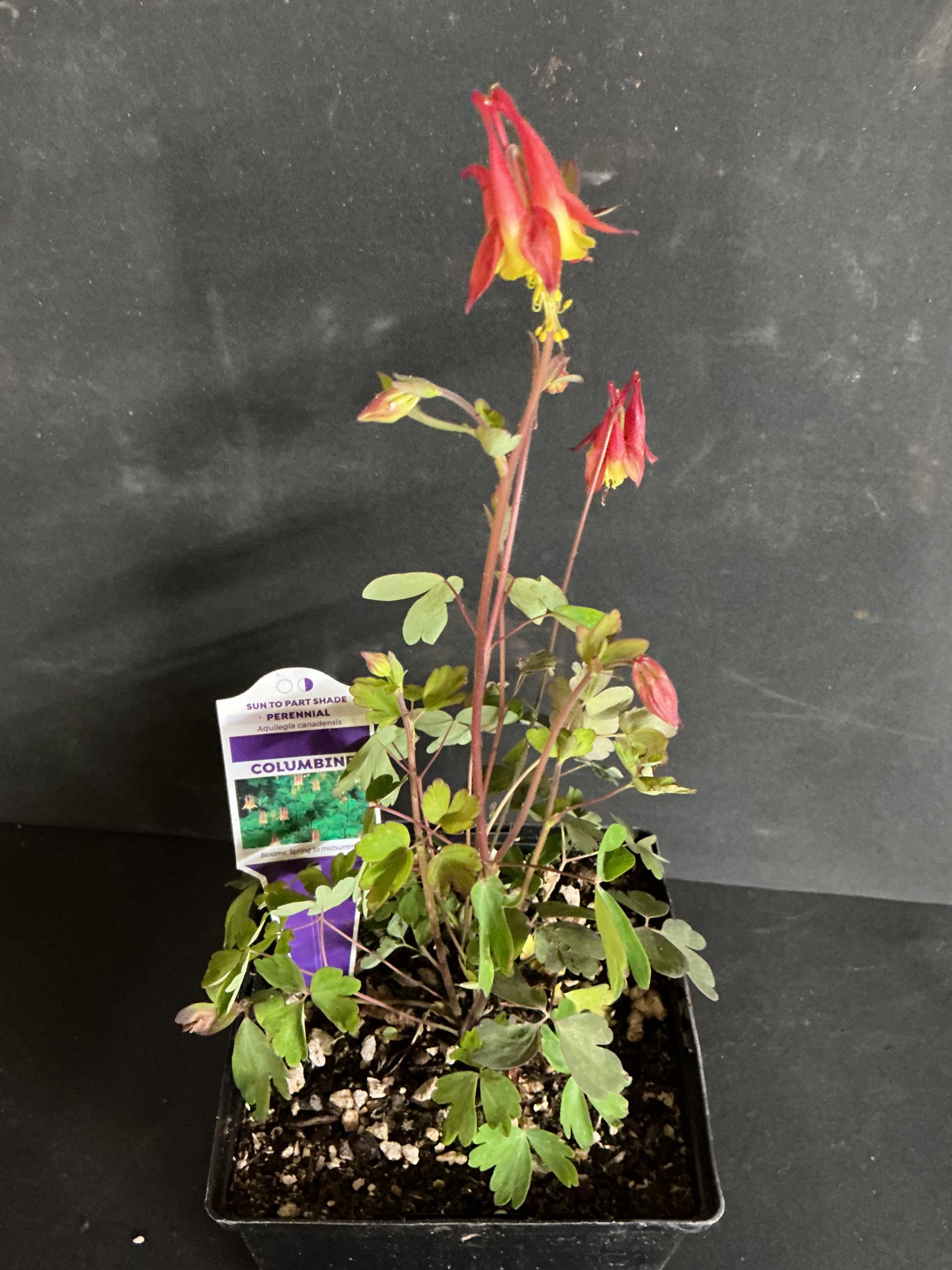Aquilegia Canadensis--Columbine