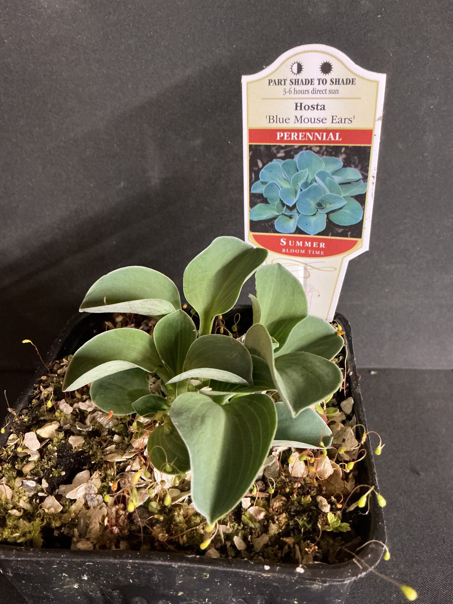 Hosta, Blue Mouse Ears