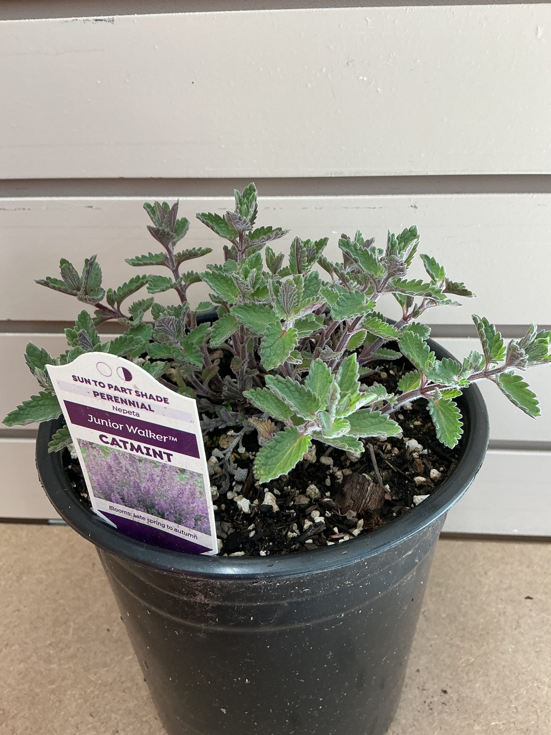 Nepeta Junior Walker 1gal