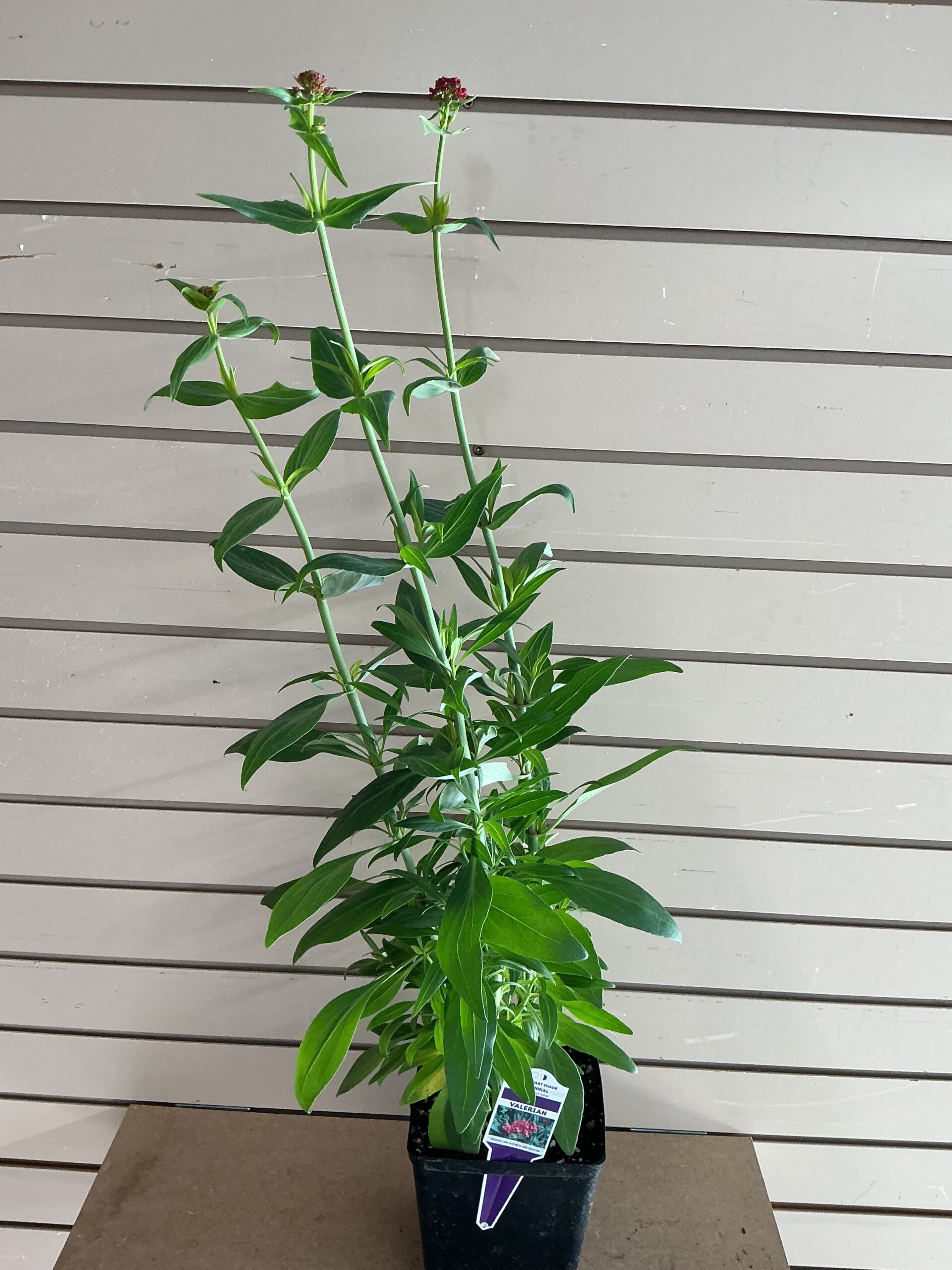 Valerian
