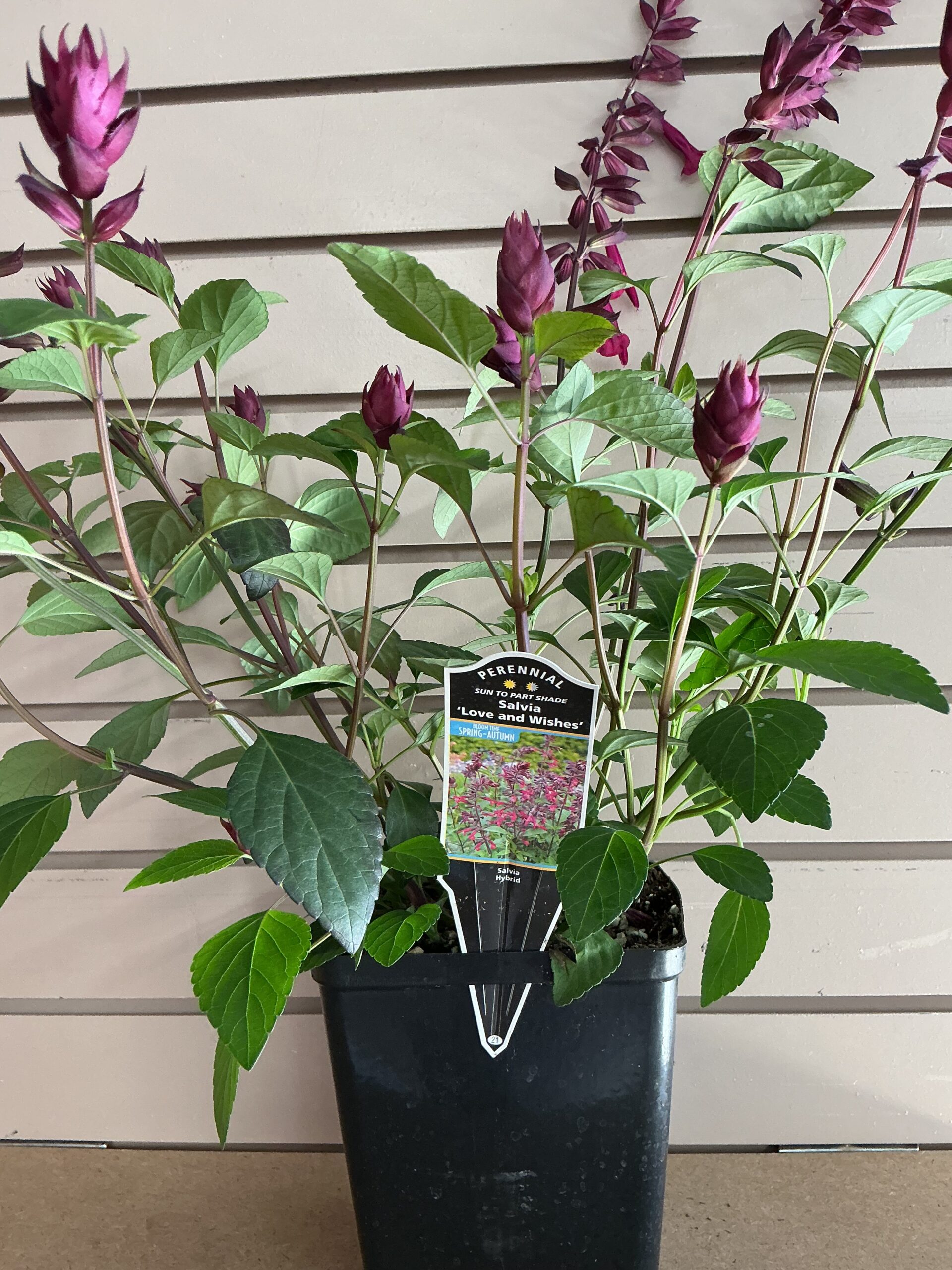Salvia