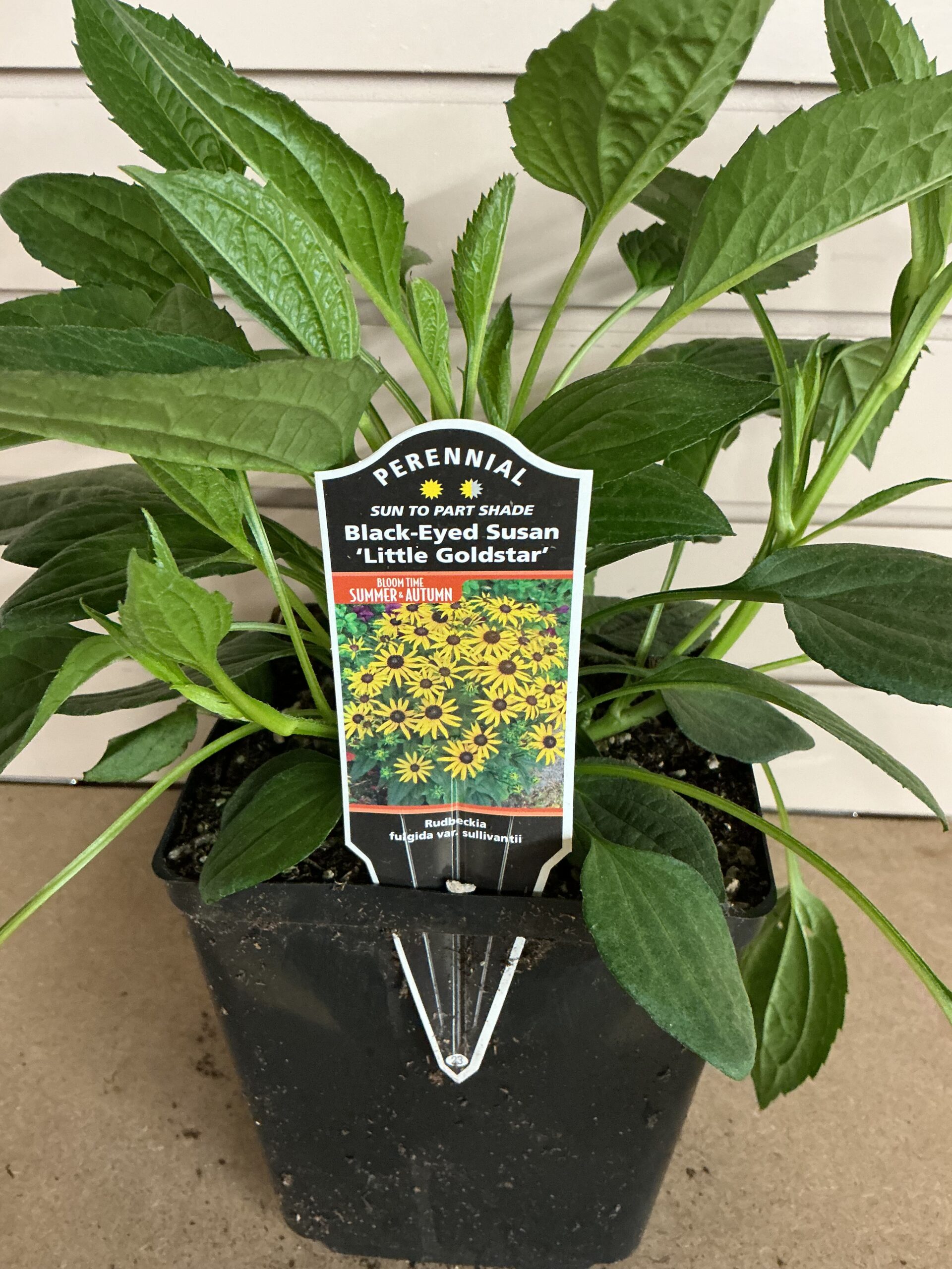 Rudbeckia