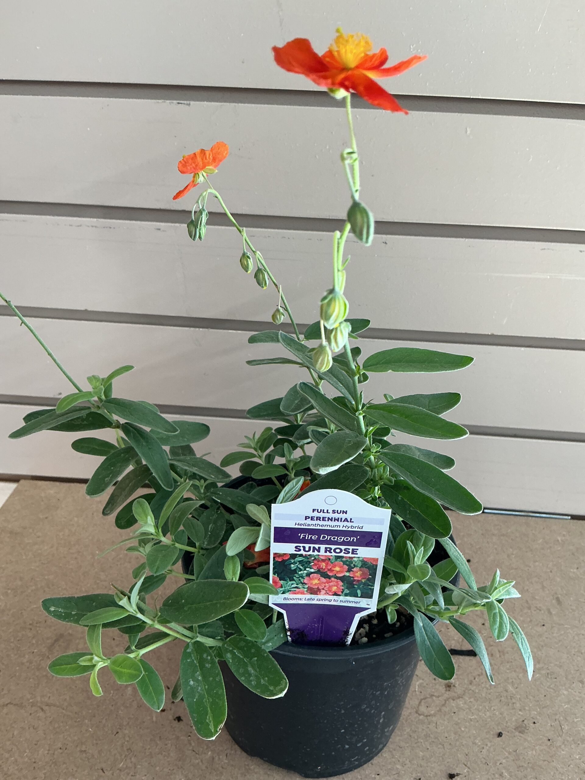 Helianthemum--Sun Rose