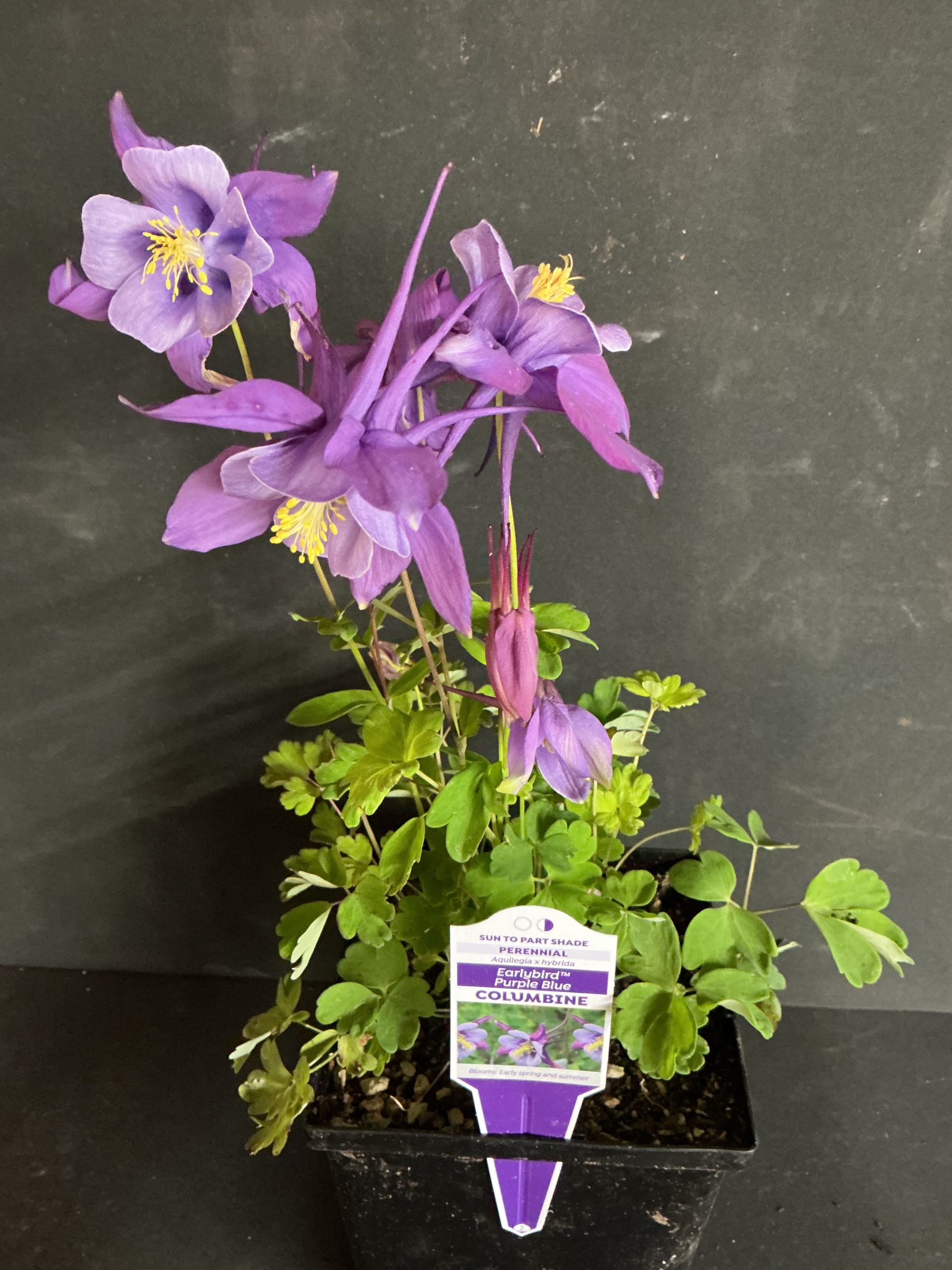 Aquilegia--Columbine Purple/Blue